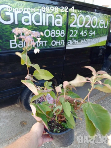 Хортензия aspera Hot Chocolate, снимка 11 - Разсади - 40532249