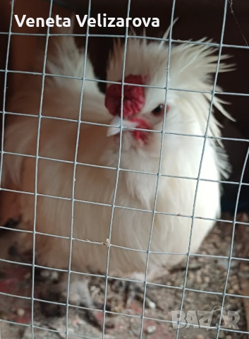 Копринка петел