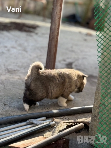 Америкаска акита мъжки и женски, снимка 10 - Акита - 52944490