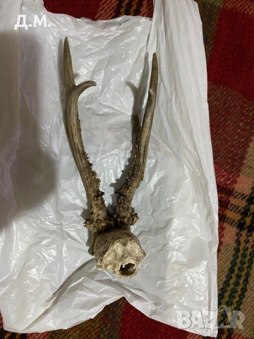 Рога от сръндак 