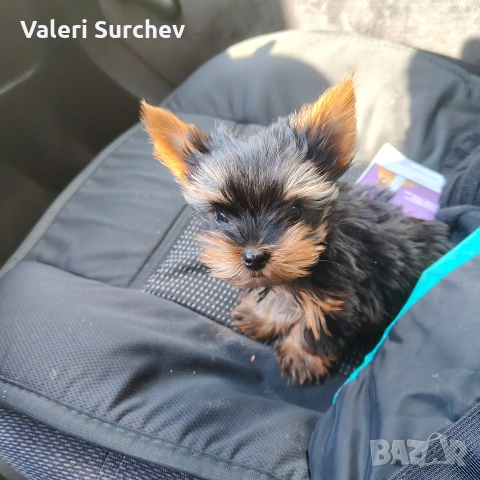 йоркширски териер , снимка 2 - Йоркширски териер - 53503149