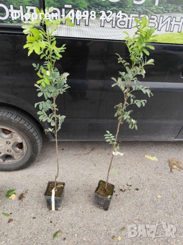 Скоруша - Sorbus domestica, снимка 3 - Разсади - 52109027