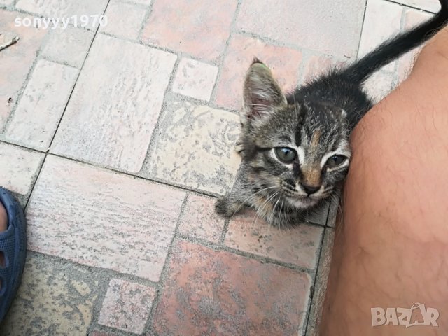 КОТЕ МЯУ МЪР ИВОНКА ВИДИН 0509221551, снимка 12 - Други - 37908082