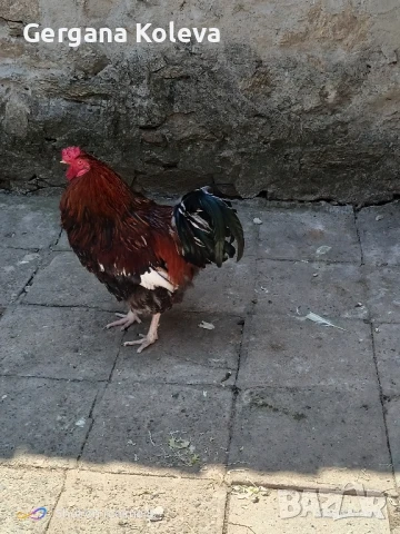Заменям млад петел за 2 пилета, снимка 4 - други­ - 50990121