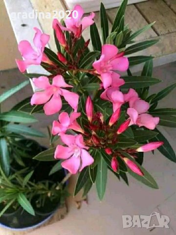 Олеандър, снимка 3 - Градински цветя и растения - 27548308