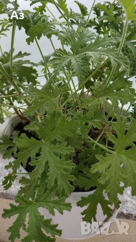 Продавам цветя Индрише, големи , снимка 12 - Градински цветя и растения - 33316742