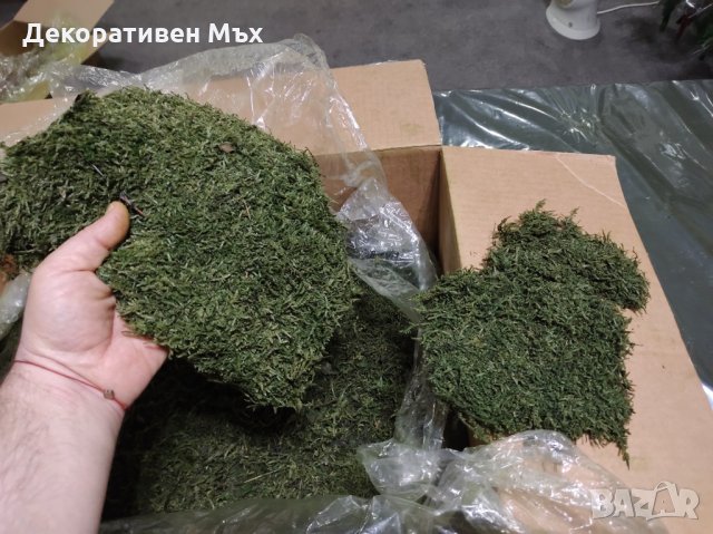 Промоция - декоративен плосък стабилизиран скандинавски естествен мъх., снимка 7 - Декорация за дома - 35451895