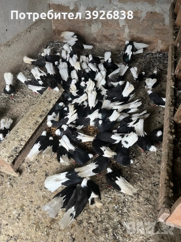 Продавам Белослатински преметачи, снимка 2 - Гълъби - 51984564