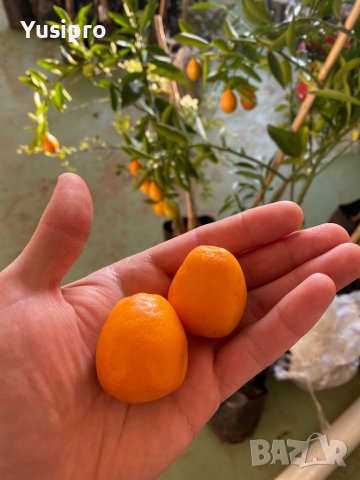 Лимон Мандарина Портокал Помело Лайм Лаймкуат Кумкуат Мандаринкуат, снимка 16 - Градински цветя и растения - 34694760