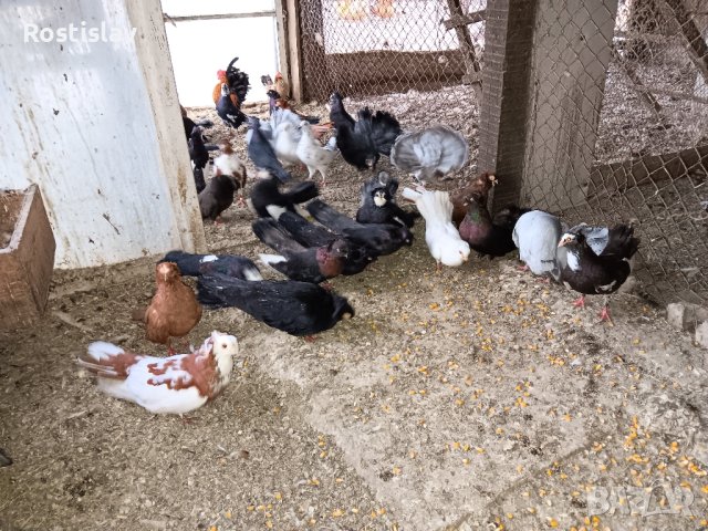 Гълаби , снимка 2 - Гълъби - 43241732