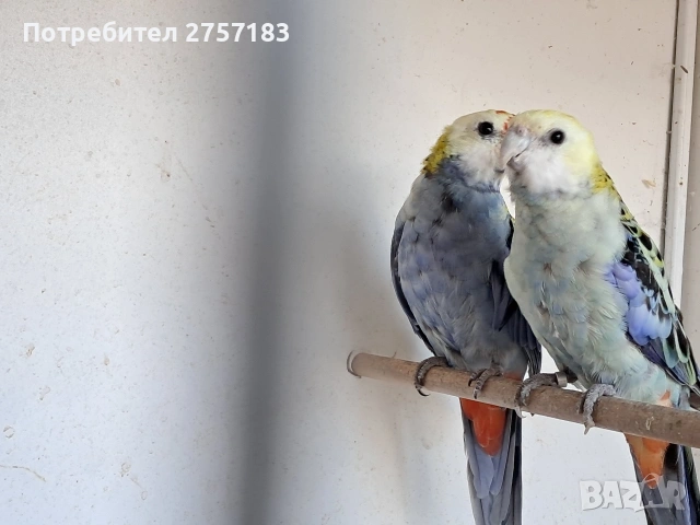 продавам чифт Белоглава Розела, снимка 2 - Папагали - 53099026