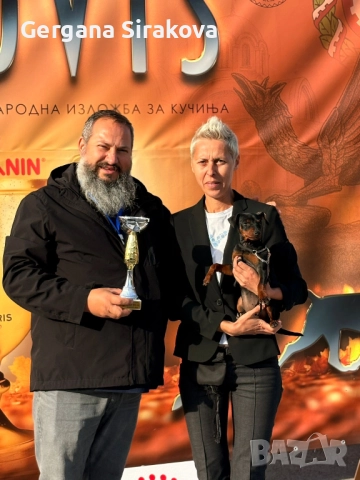 Миниатюрен Пинчер, снимка 2 - Пинчер - 52606026