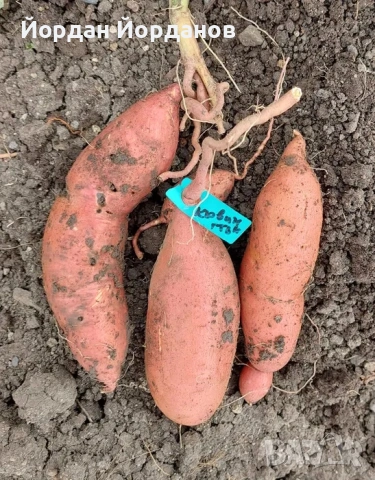 ЕКО Разсад за Батати (Сладки картофи) - 7 сорта, Реколта 2026, снимка 6 - Разсади - 53528408