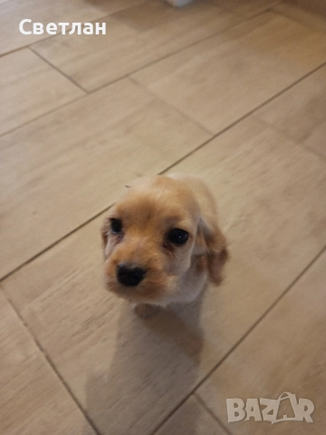 продавам кокер шпаньоли с две ваксини и паспорт , снимка 2 - Кокер шпаньол - 52594477