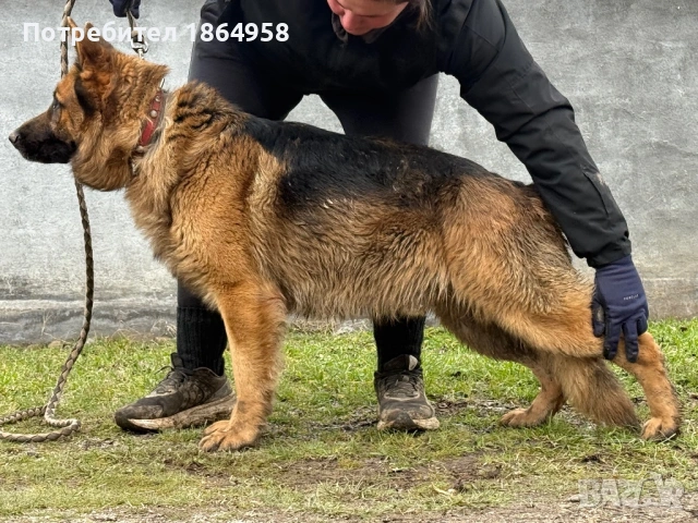 Немско Овчарско Куче Мъжки