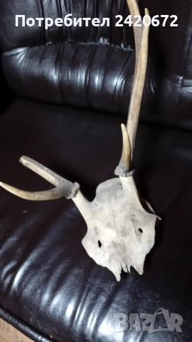 автентичен ловен трофей, снимка 2 - Антикварни и старинни предмети - 53424713