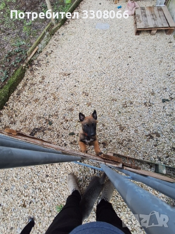 Белгийска Малиноа , снимка 6 - Белгийска овчарка - 52624108