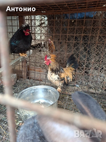 Джинки 18 броя , снимка 3 - други­ - 53283705