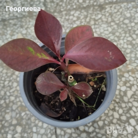 хатиора, каучуково дърво, кактуси и сукуленти, снимка 4 - Стайни растения - 51254705