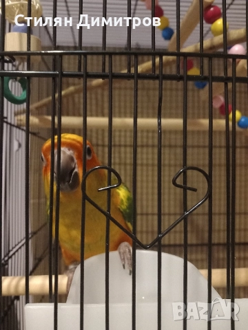 Слънчева аратинга, снимка 4 - Папагали - 52915523