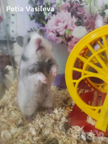 Продавам хамстерче