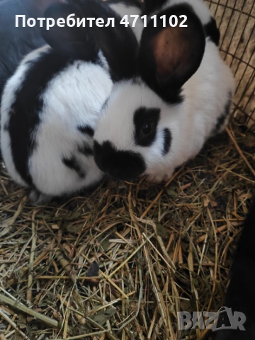 Зайци, снимка 6 - Други - 53499260