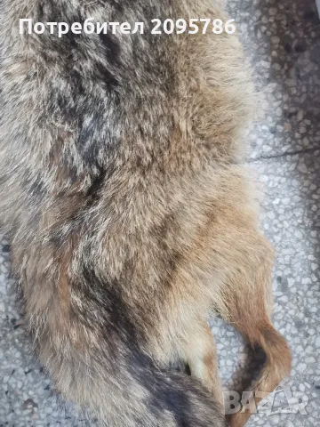 кожа от лисица, снимка 4 - Якета - 49022675