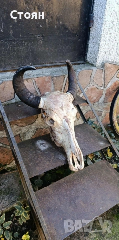 череп на бивол за украса на битова стая , снимка 2 - Декорация за дома - 52410509
