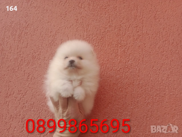 Померани. Момиче и момче. Реални снимки от 08.02.26 г, снимка 3 - Померан - 53416990