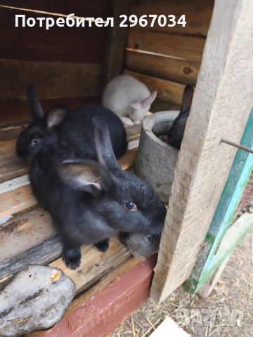зайци мъжки женски 