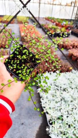 Мюленбекия Сийленд компакт, Muehlenbeckia Sealand compact, снимка 9 - Градински цветя и растения - 49926290