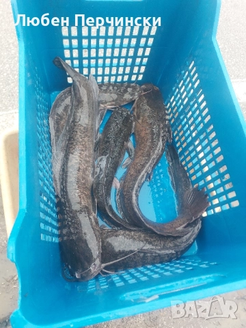 Продавам африкански сом 