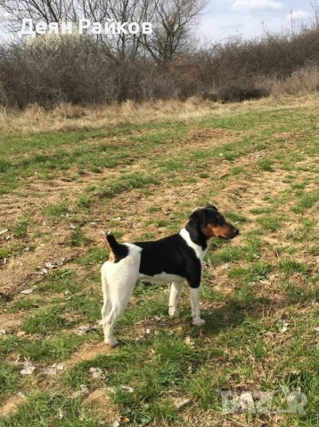 Фокстроиер Ловен, снимка 3 - Други - 53403295