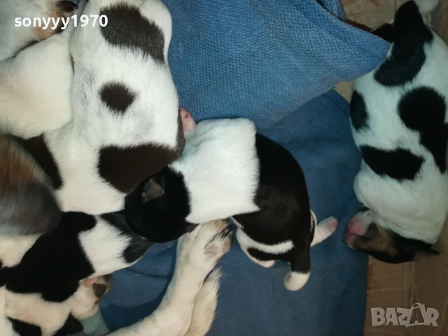 ДЖАК РЪСЕЛ-КУТРЕТА 250ЛВ ЗА ЕДНО 1708251005, снимка 8 - Джак ръсел териер - 51390012