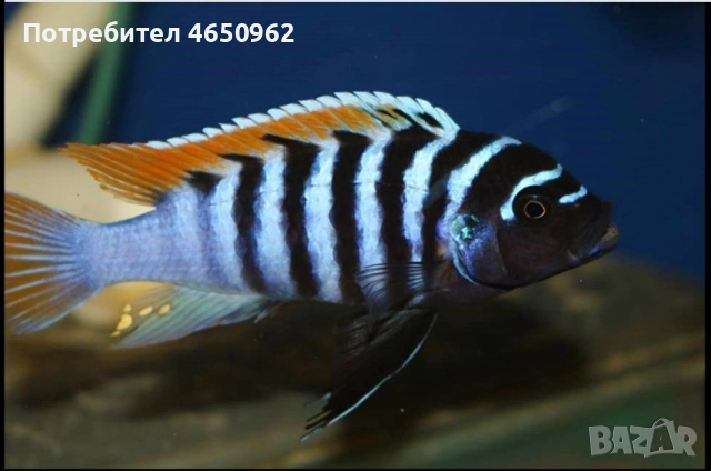 Аквариумни риби, африкански цихлиди от езерото Малави, снимка 9 - Рибки - 52414237