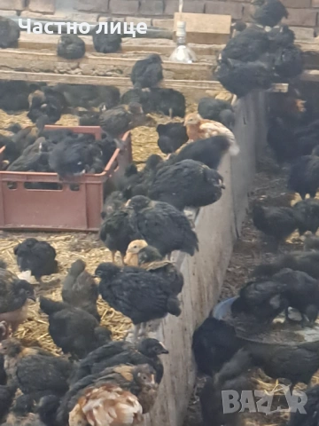 Пилета супер харко