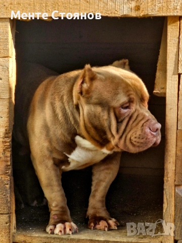 Американско були покет , снимка 7 - Питбул - 53404555