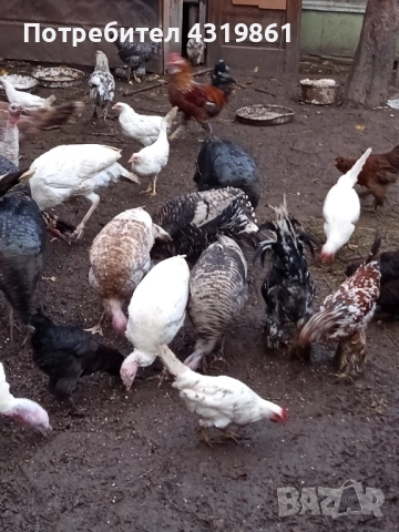 Птици за продан, снимка 5 - За птици - 52336276