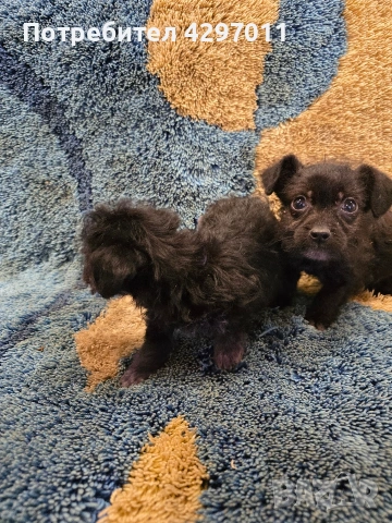 микс между чихуахуа и болонка, снимка 4 - Чихуахуа - 53464994