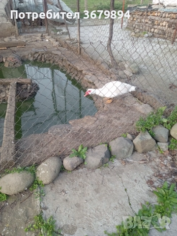 Неми патици