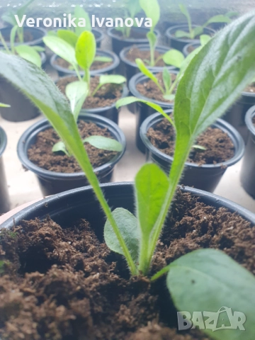 Рудбекия, снимка 4 - Градински цветя и растения - 52863830