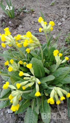 Продавам разсад на цветя Иглика горска, снимка 4 - Разсади - 44025519