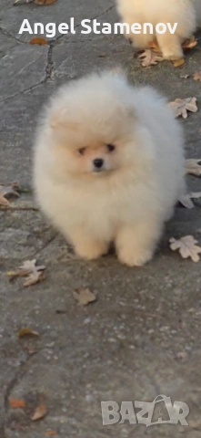 Померан,мини момченца с родословие!, снимка 7 - Померан - 52471328