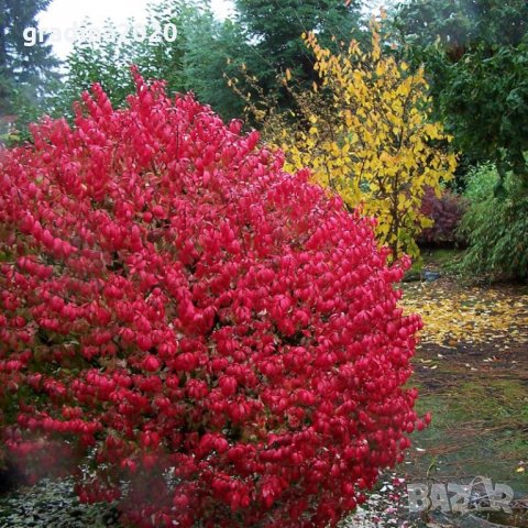 Oгнен храст - Euonymus alatus Студоустойчив , снимка 2 - Разсади - 33631552