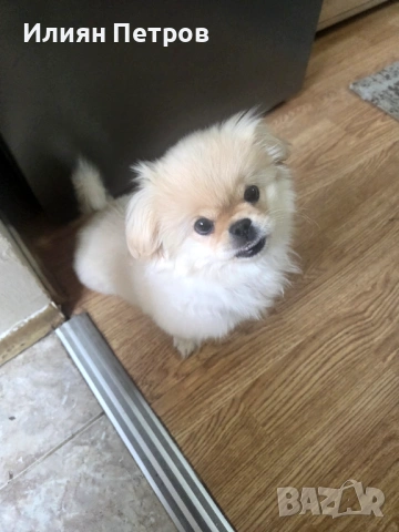 Пекинез на 4 месеца, снимка 2 - Пекинез - 53578825