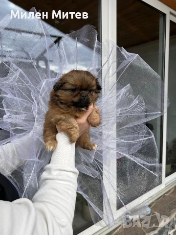 Кученца пекинез, снимка 4 - Пекинез - 53399784