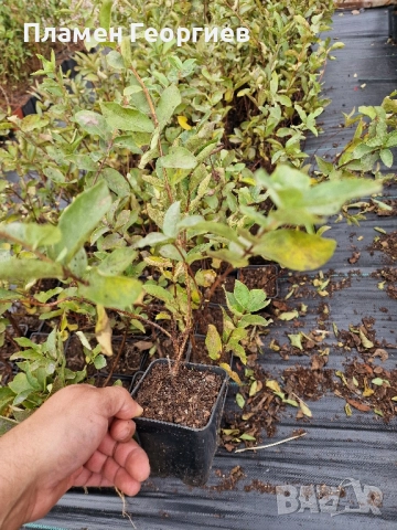 Лоницера Камчатика Войтек - Майска боровинка , снимка 2 - Градински цветя и растения - 51916074