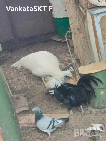 Бял Арлека с бяла женска, снимка 4 - други­ - 53351696