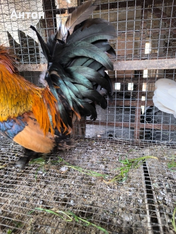 свободни петлета джинки., снимка 2 - Кокошки и пуйки - 53458445