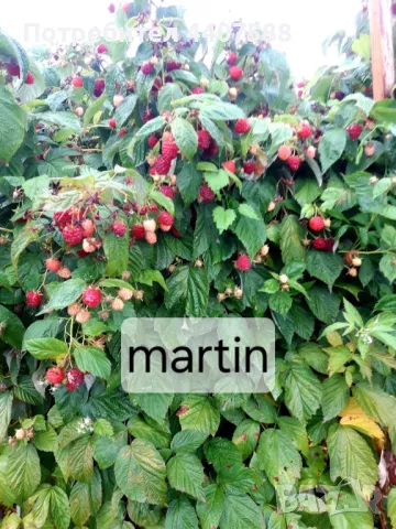 Расзад малини , снимка 6 - Разсади - 49498256